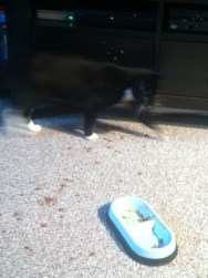 Pooter's casual stroll past his handy work.