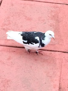 A friend I made one day at Wrentham.